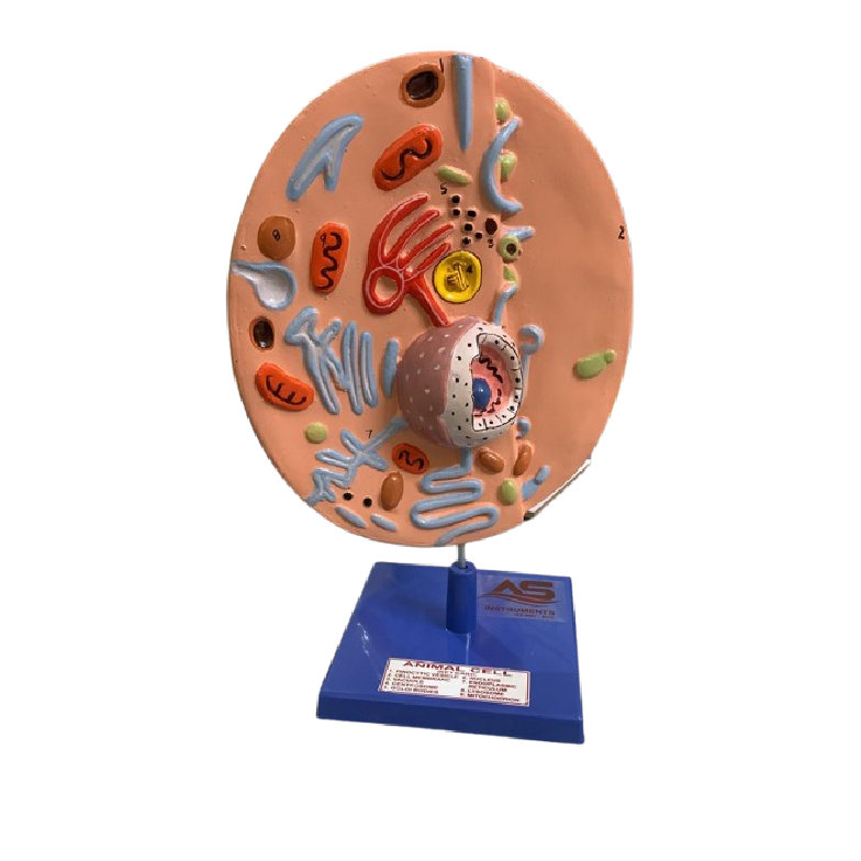 Animal Cell