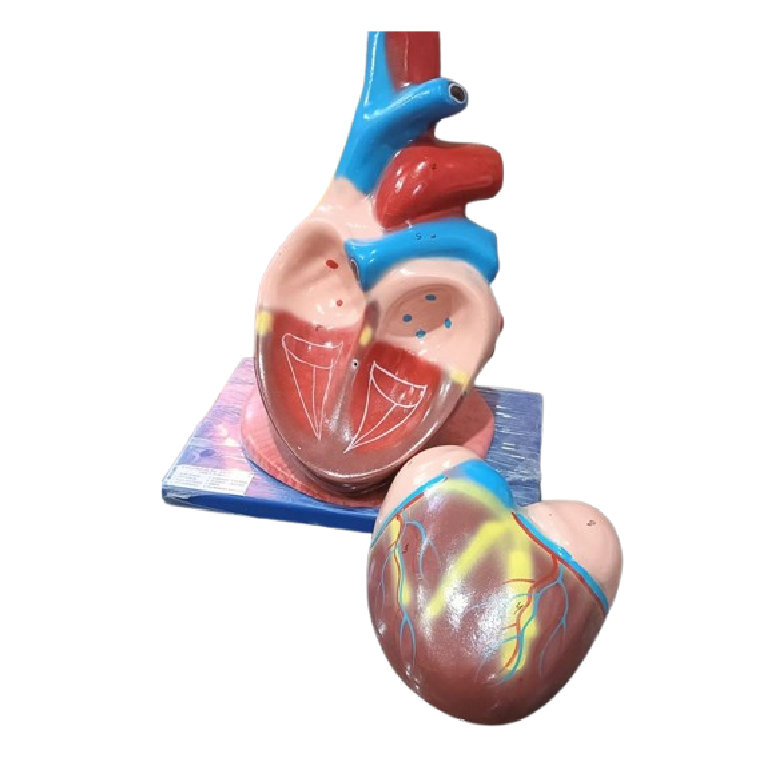 Human Heart Model