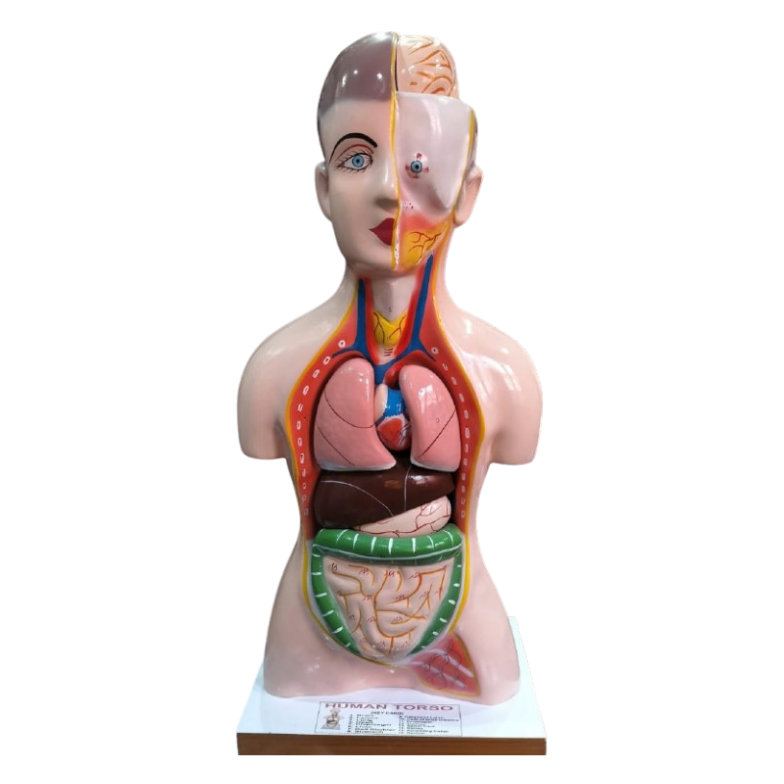 Human Torso