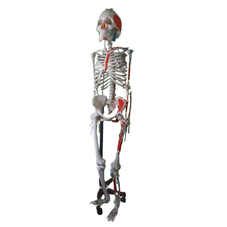 Skeleton With Strand